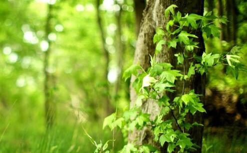 三东芝电梯优缺点