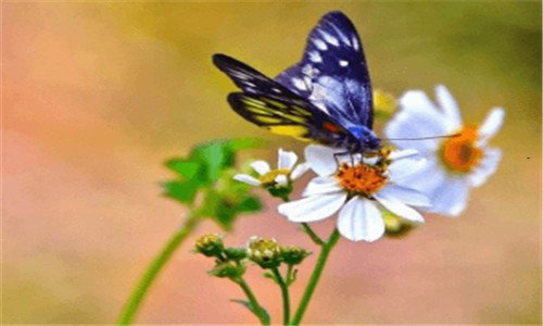 三苹果官网登录