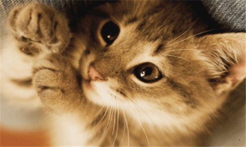 二侯伯宇贡献