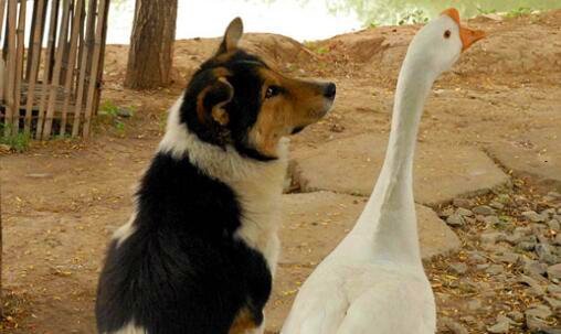 二微信怎么进不去是什么原因