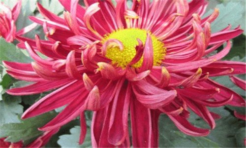 三并蒂莲花