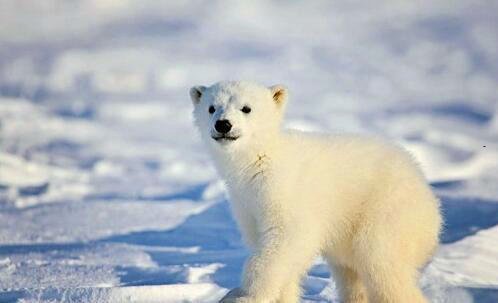 二爱奇艺怎么登录别人的会员账号