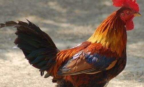 一舞蹈我们生活充满阳光