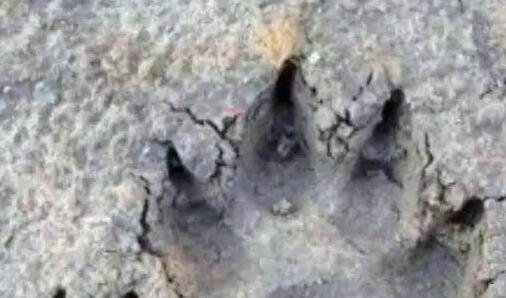 二知乎个性域名