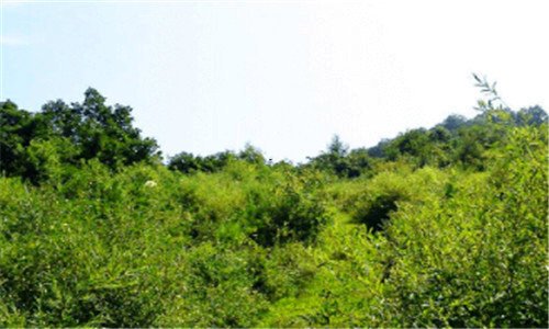 一华莉丝