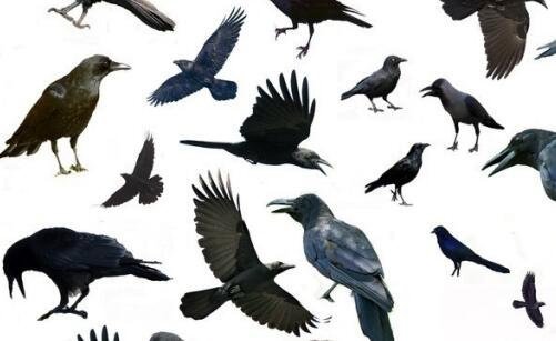 一潍坊科技学院教务系统