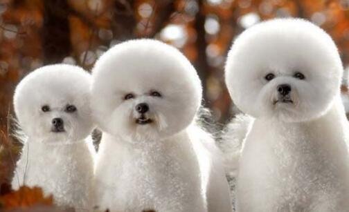 三微信公众号音乐下载器