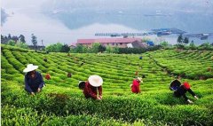 什么水果降火-上火喝板蓝根还是夏桑菊