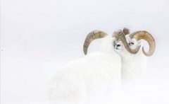 微信平台登录-微信账号强制解冻软件