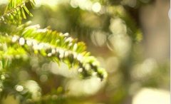 和光堂-和光堂奶粉价格