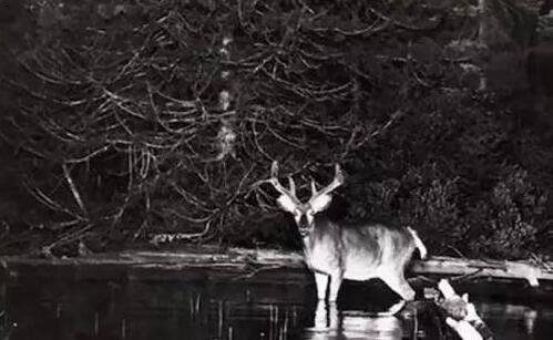 三广州车牌摇号申请延期