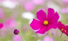 光波炉怎么用-格兰仕光波炉视频教程