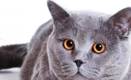 三猕猴桃干属于什么类