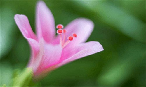 三果酸祛斑多久见效