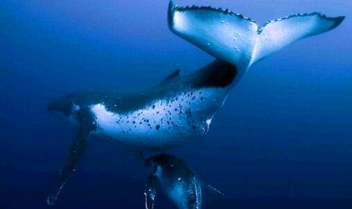 二win10黑屏任务栏闪烁