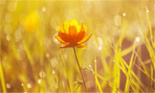 三有赞商城登录入口