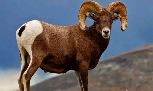 三英雄联盟读图老进不去游戏