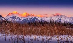 世界上最大的鲸鱼-aiice鲸鱼是什么意思