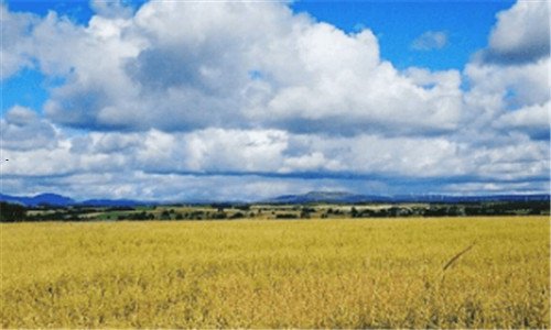 二赵构杀完岳飞后咋样