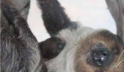 二qq最近登录记录不准