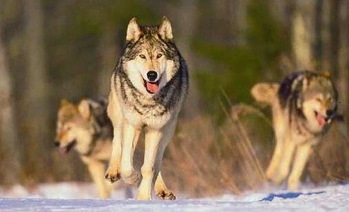 二微信电脑上怎么登录