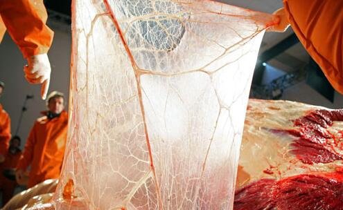 三qq群禁言破解器