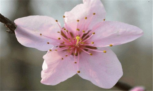 三芹芽菜