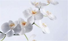 root有什么用-可root的手机
