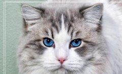 怎样消除甲醛-猫在甲醛房里带的反应