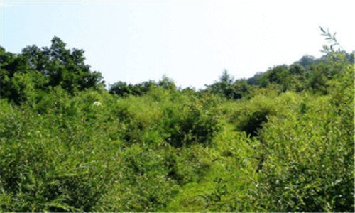 三送香油寓意