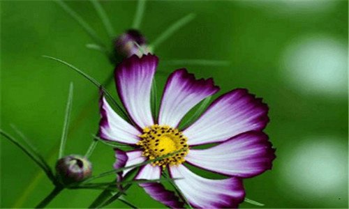 二域名注册人查询