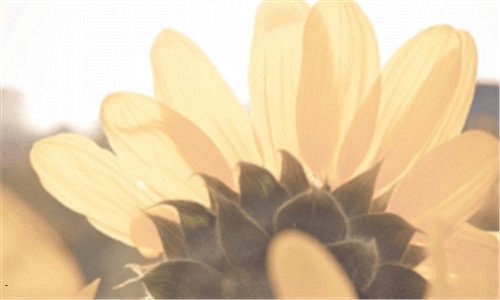 一芦荟怎么养
