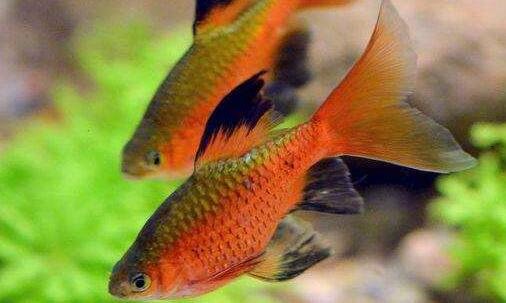 三新浪看点自媒体平台登录