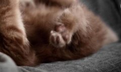 特猫肉-c优特猫肉什么意思