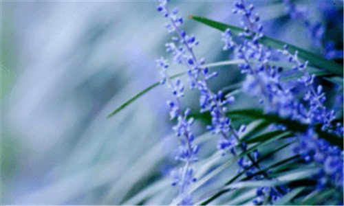 二12朵红玫瑰花语