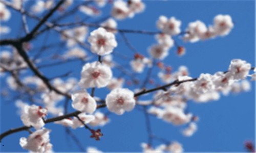 三水瓶座