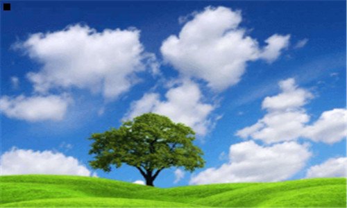 三在家种什么花比较好养