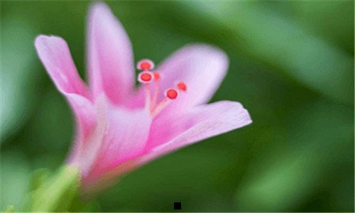 三12306登录页面