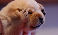 有黑眼袋怎么办-眼袋加黑眼圈怎么办