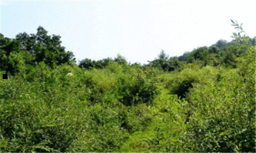 三全国排名第一的香油