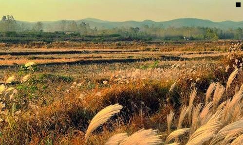 二黑松露长在地上的图片