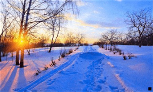三雪地胎十大排名