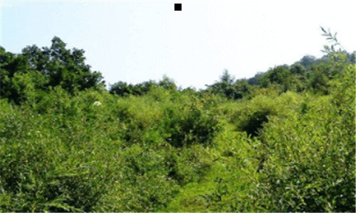 一青莲记事