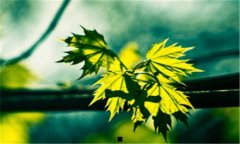 被蜜蜂蛰了怎么处理-被蜜蜂蛰了擦什么药膏
