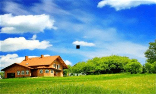 二康乃馨长白色触角