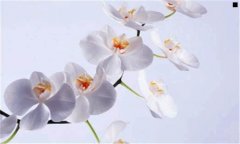 dnf生命之泉怎么获得-dnf拍卖行宠物哪个好