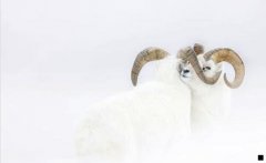 阿里巴巴分销平台-怎样做分销在阿里巴巴