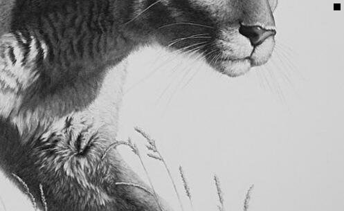 三有创意的猫咪名字